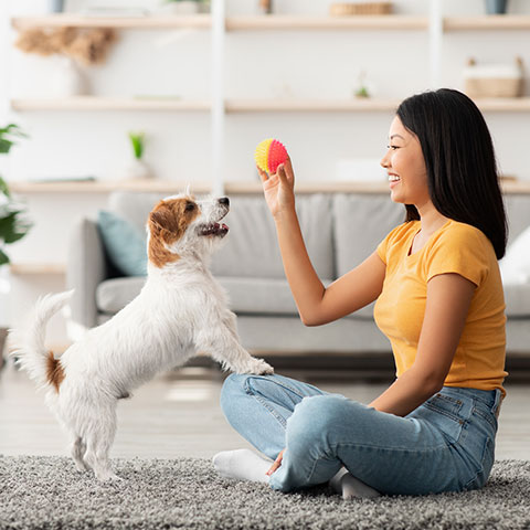 pet toys and dog training products