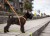 DOG Copenhagen Freestyle Leash, 115cm to 200cm