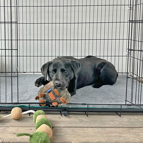 dog cages and crates