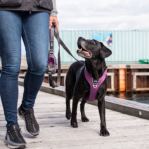 dog copenhagen harnesses and leads