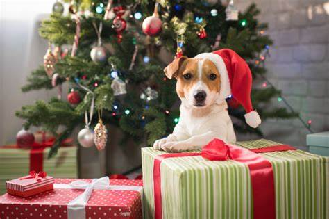 Still time to order your four legged friend a present for under the tree!
