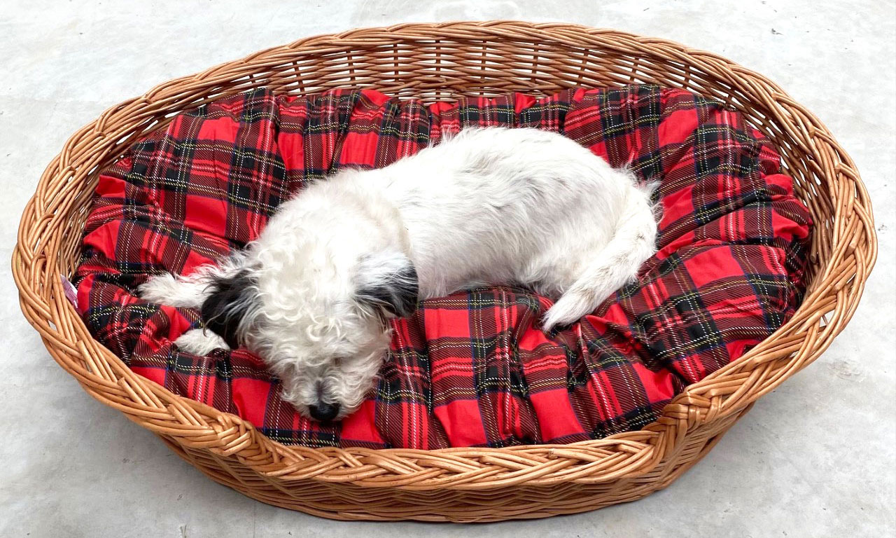 Bringing back the traditional dog basket...