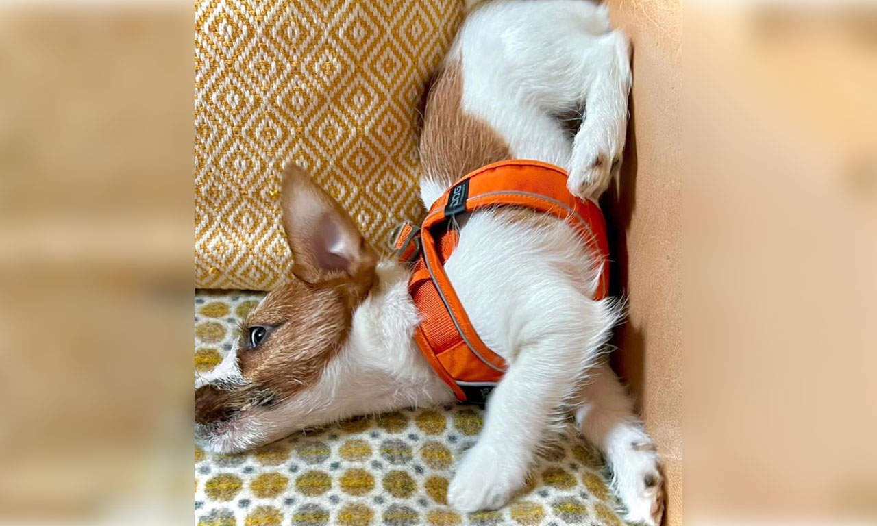 Dog Copenhagen harness for small, broad breeds...