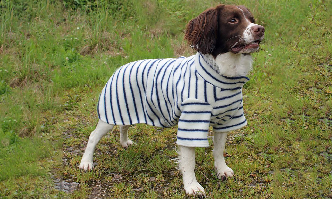 Stylish stripes and cosy canines