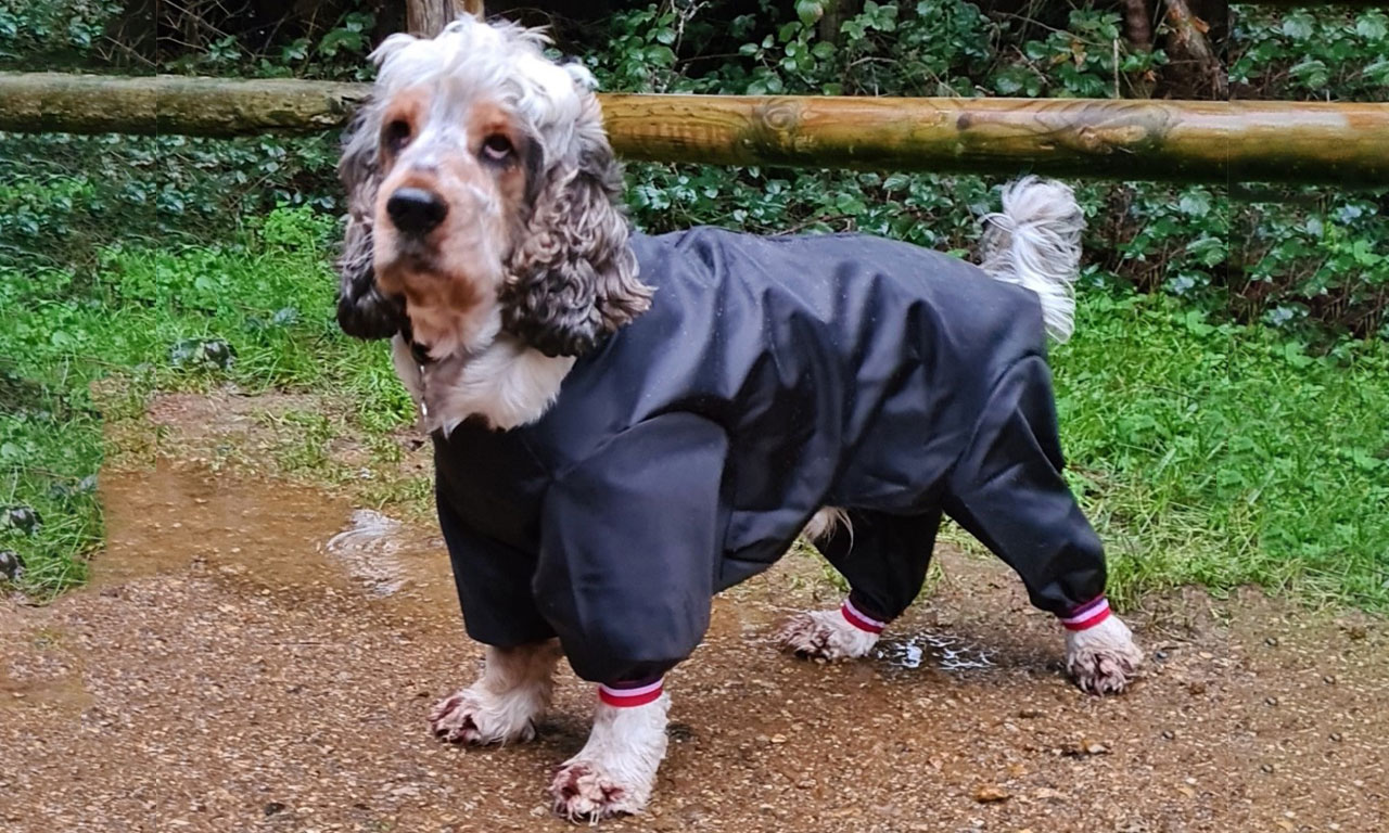 The perfect rainy day dog coat!