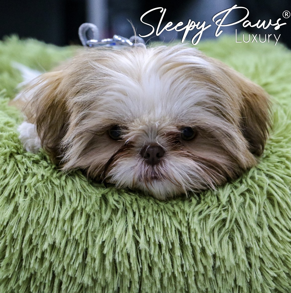 Best dog beds for shih tzu sale