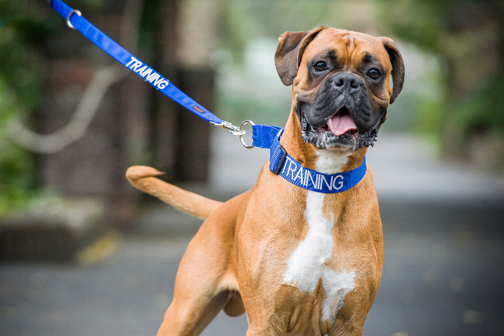 Dog Walking Awareness