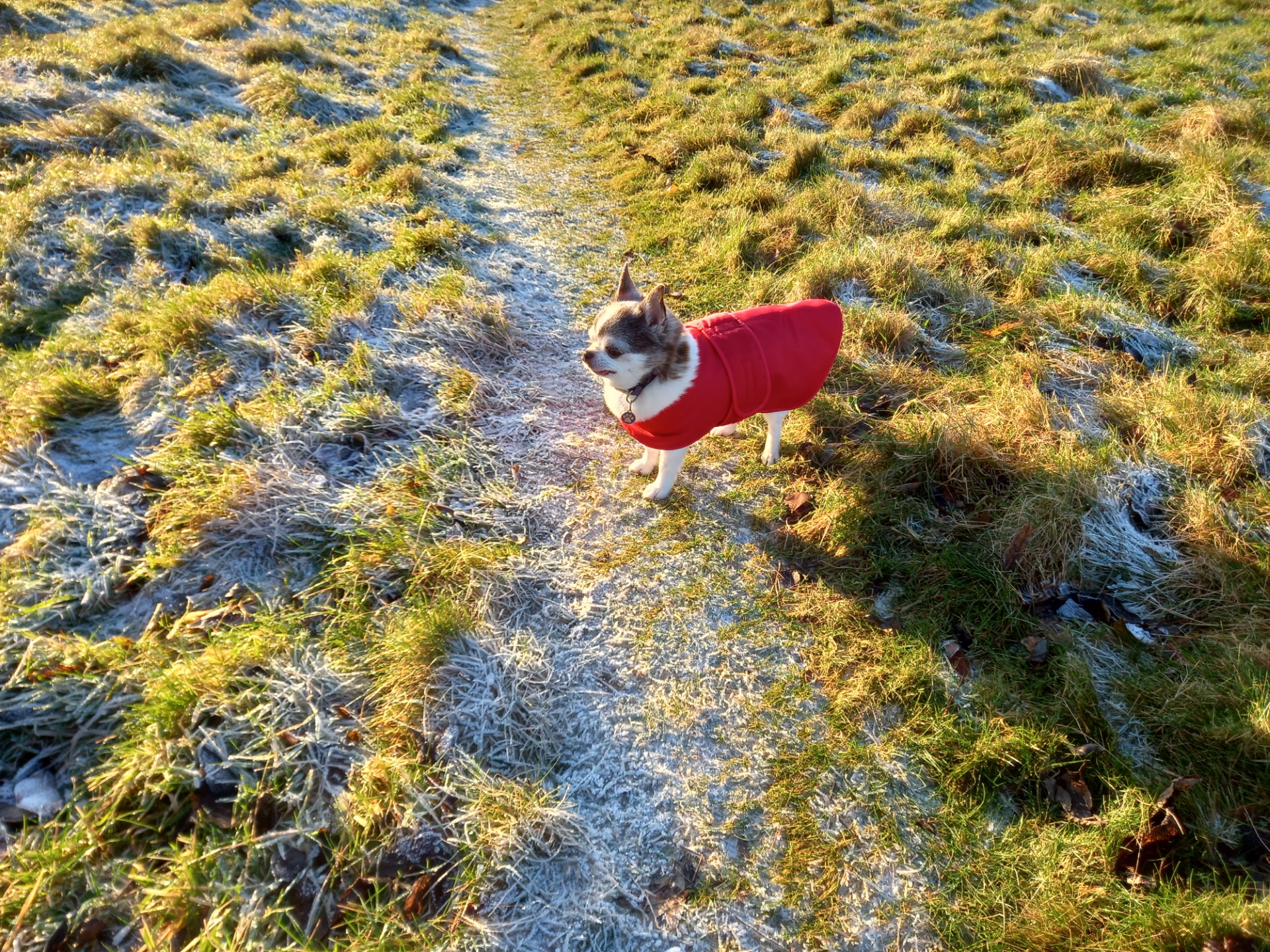 Warm, waterproof dog coats!