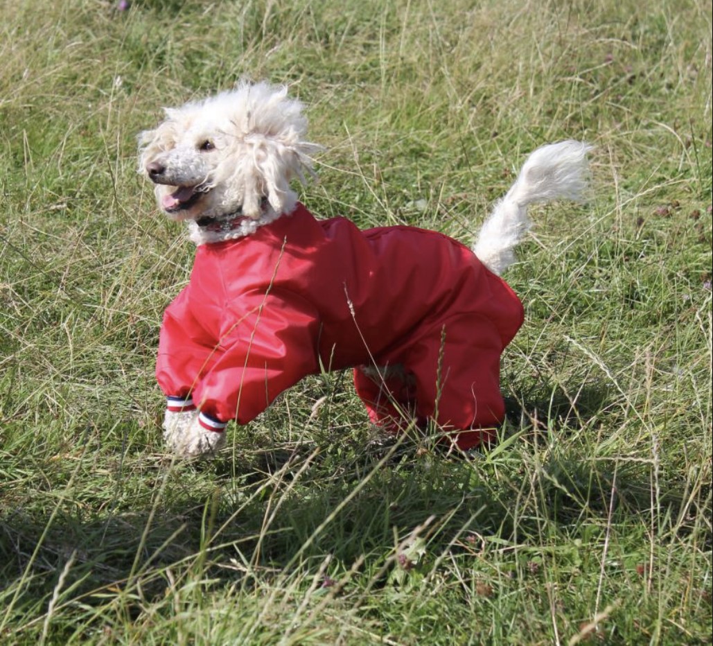 Dog coat season is here!