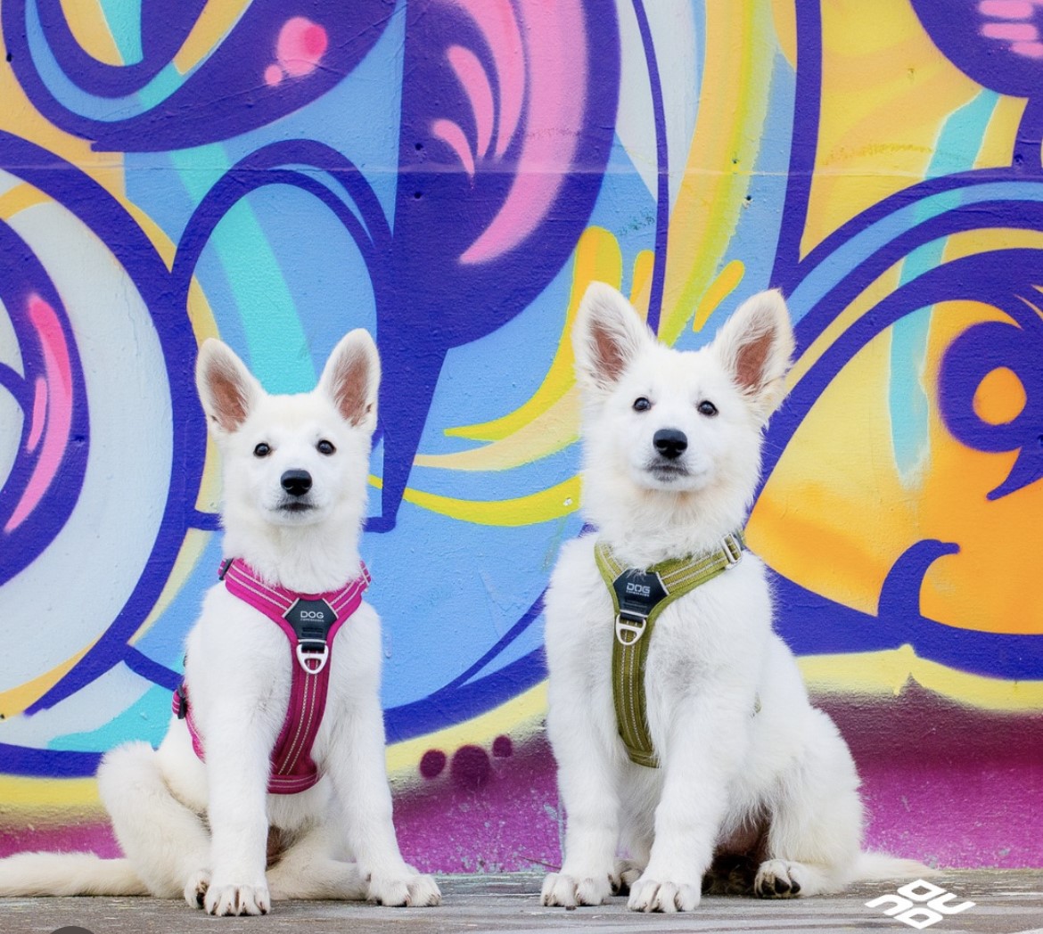 Dog walking never looked so stylish!