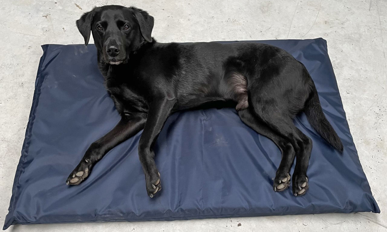 Waterproof dog beds back in stock