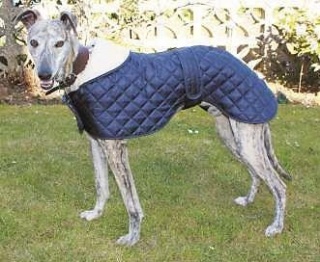 Greyhound Showerproof Quilted Nylon Anorak Dog Coat