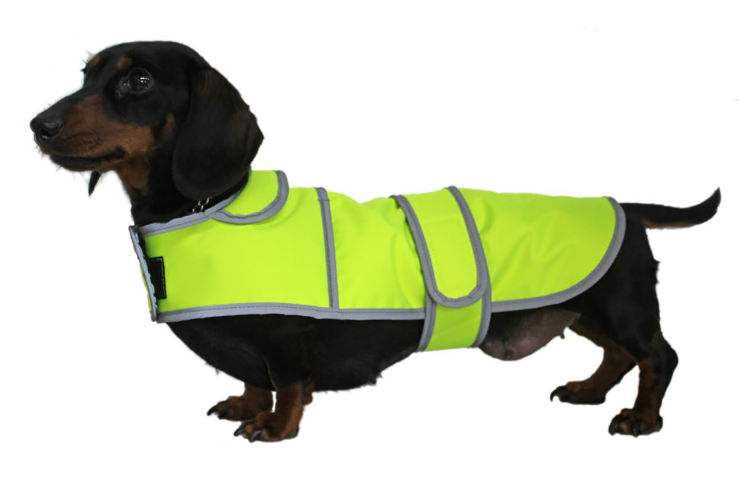 Hi-visibility Safety Dog Coat, designed specifically for the standard Dachshund