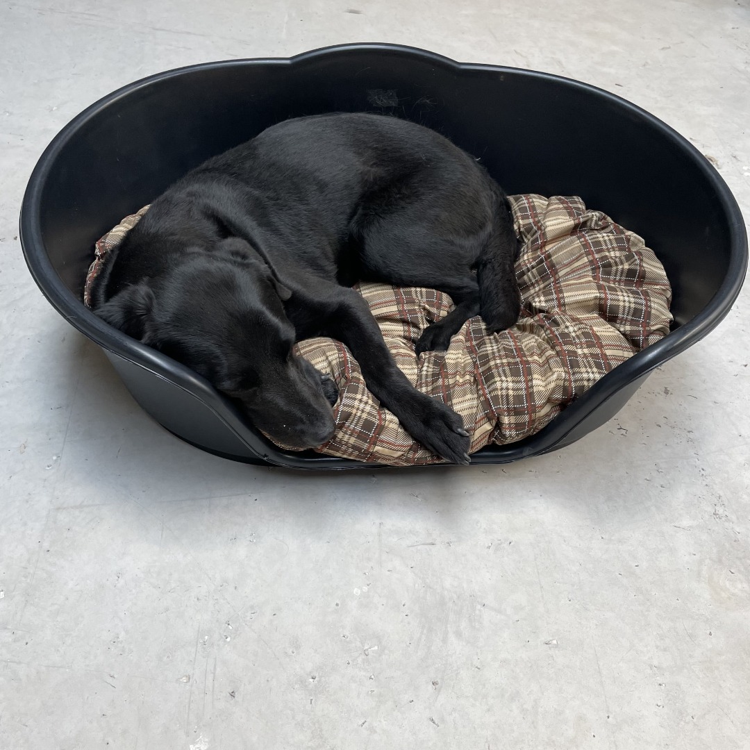 Black Waterproof tough hard plastic dog beds baskets, Oval 4 sizes