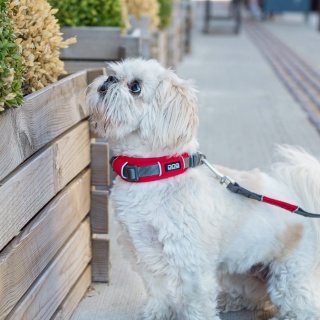 DOG Copenhagen Urban Explorer Collar