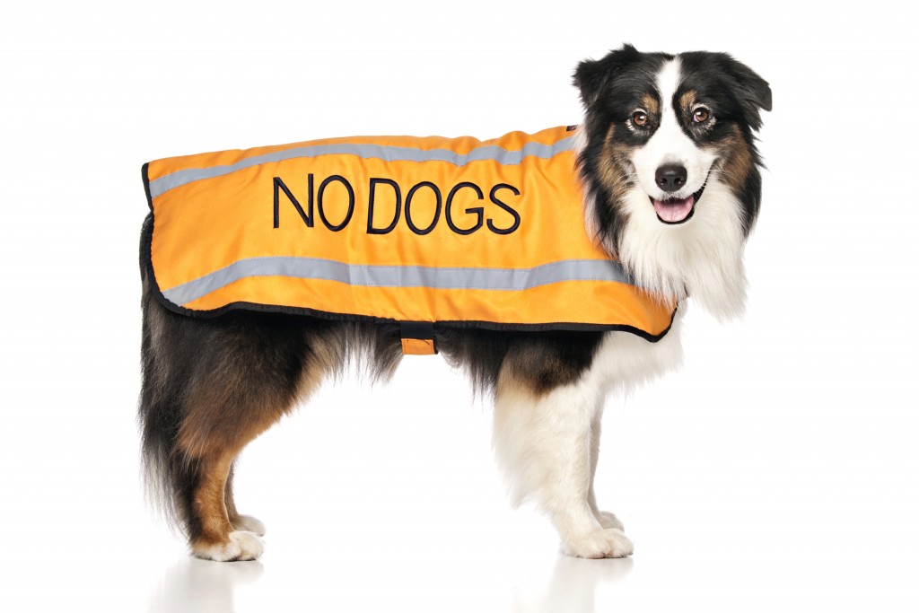NO DOG, Dog Coat. Dog awareness and Safety Coat, Orange colour coded.