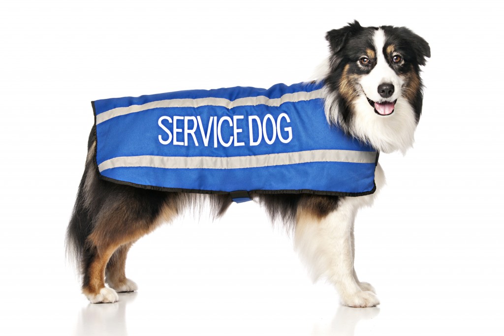 SERVICE DOG, Dog Coat. Dog awareness and Safety Coat, Blue colour coded.