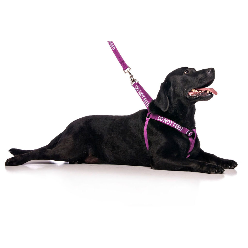 DO NOT FEED DOG,  Dog Strap Harness Purple Colour Coded